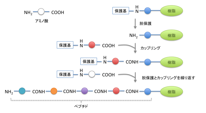 solidphasesynthesis_Fotor