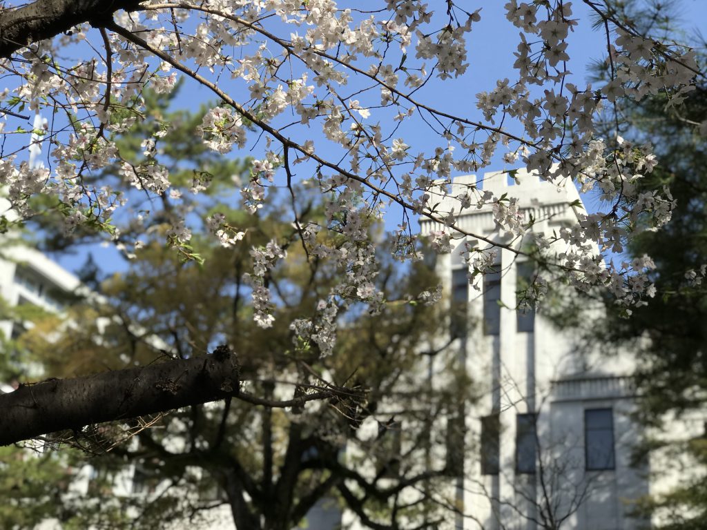 岡本キャンパスの桜