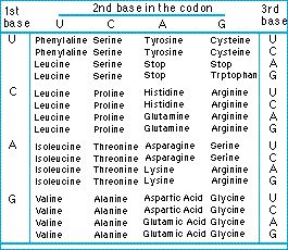 codons