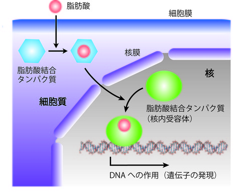 中野図２